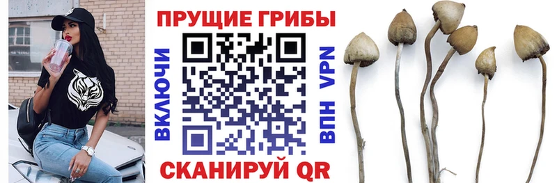 Купить закладки  Тында  Псилоцибиновые грибы Psilocybe 